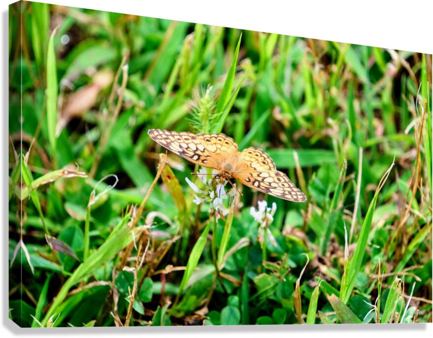 Buttery Butterfly as Omen of Calm Canvas Print
