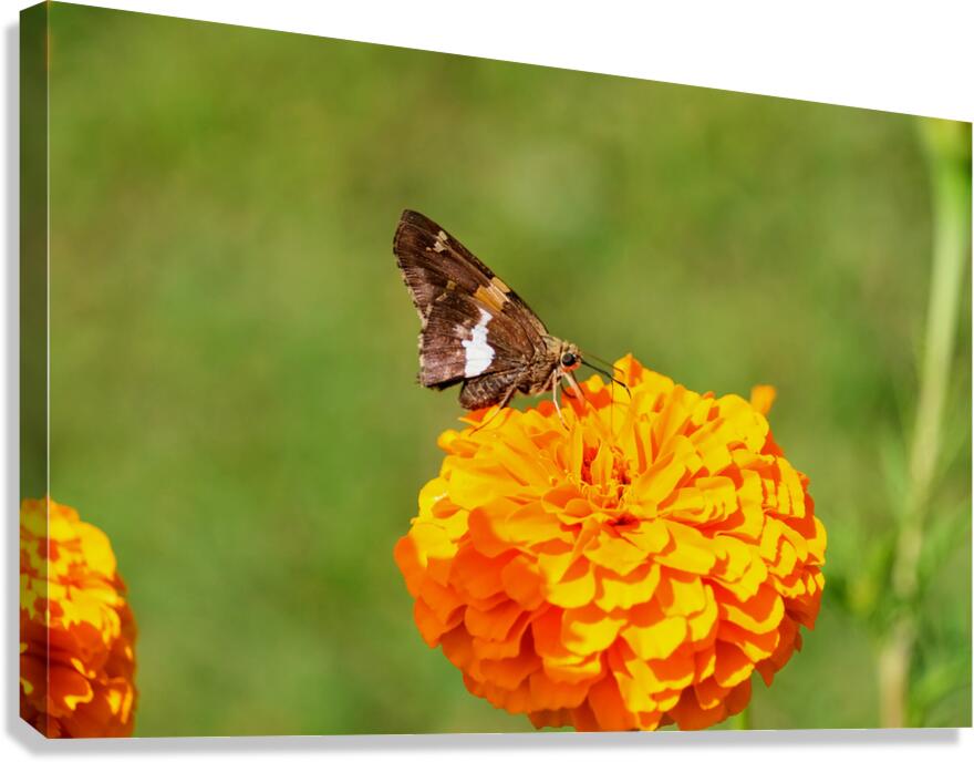 Marigold Thrones and Winged Kings Canvas Print