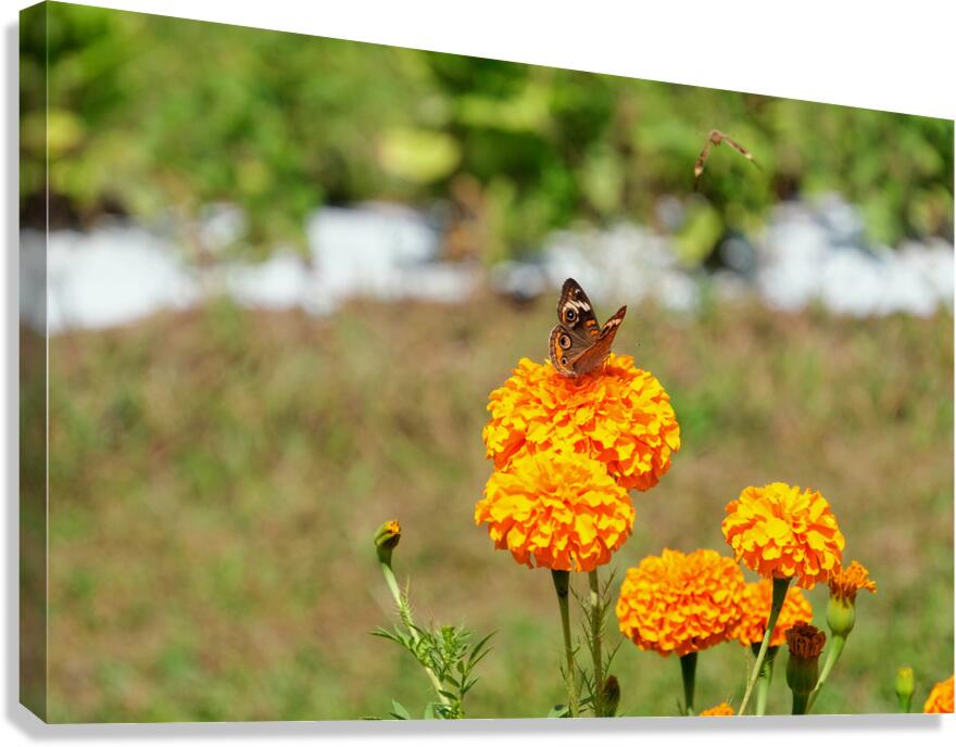 A Butterfly’s Pause Amid Sunfire Blooms Canvas Print