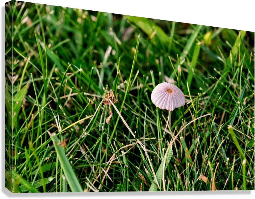 The Littlest Umbrella Canvas Print