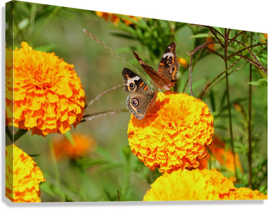 In Bloom and Flight: A Conversation in Color Canvas Print