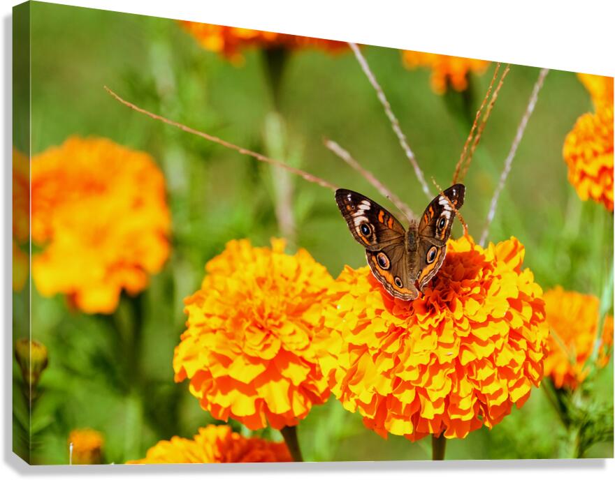 Buckeye Butterfly on Marigold: The Secret Life of Wings and Petals Canvas Print