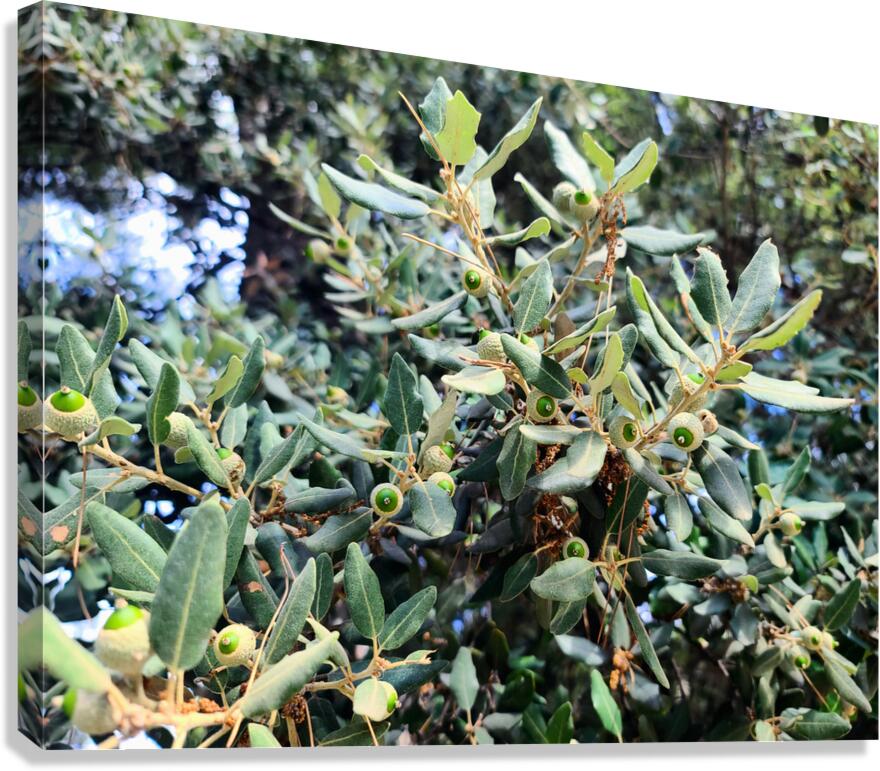 Acorn Awakening Canvas Print