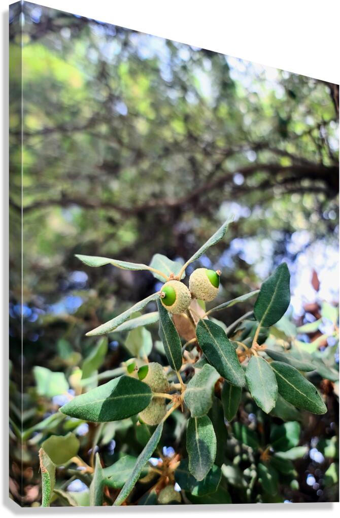 Nature’s Little Lanterns: A Hidden Symphony of Light and Green Canvas Print