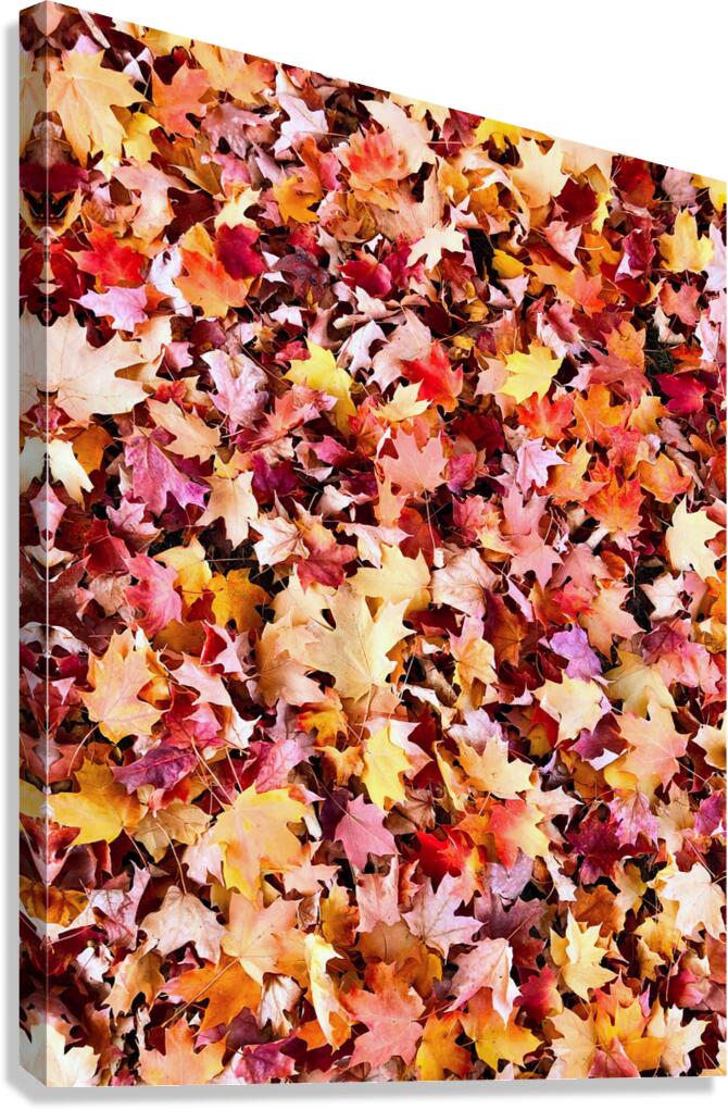 Natural Carpet: Fall’s Confetti Canvas Print