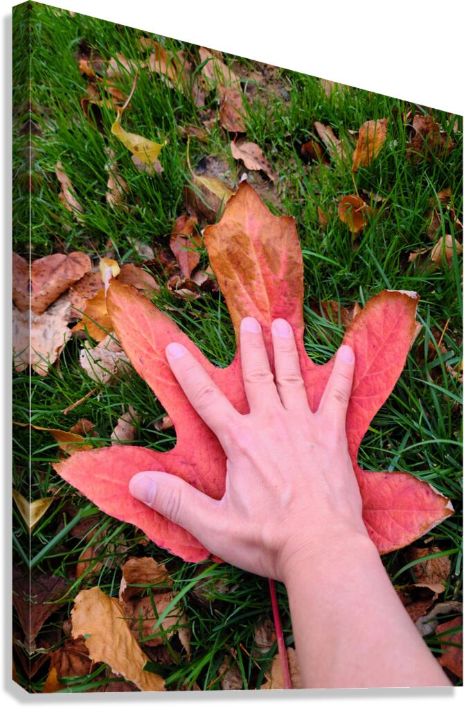 Holding Onto Fall : The Last Touch of Autumn Canvas Print