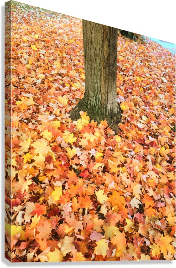 Leaves Me Stumped: Rooted in Color Canvas Print