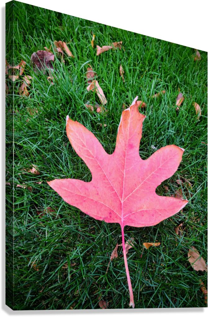 Leaf Me on the Grass Canvas Print