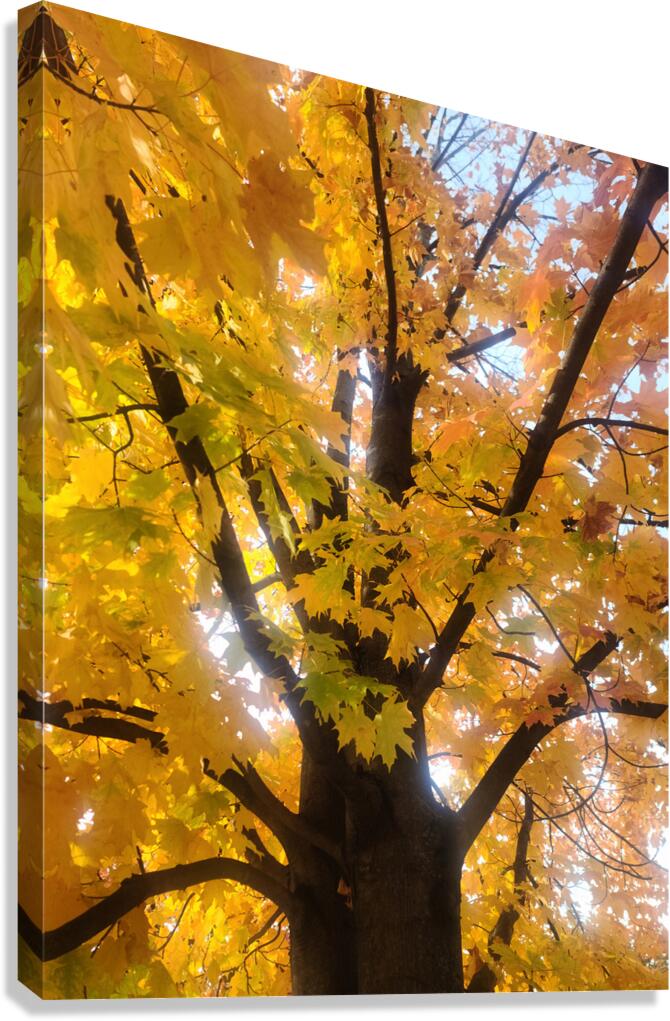 Golden Hour Tree Time: Crowned by Fall Canvas Print