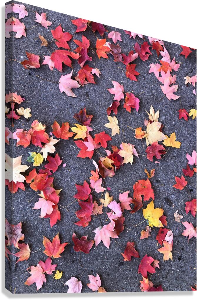 Grounded in Colors 1B Canvas Print