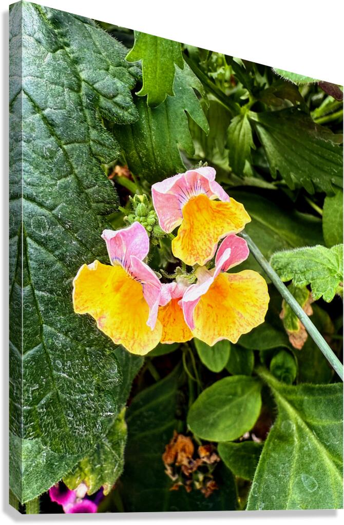 Pocketful of Sunshine Canvas Print