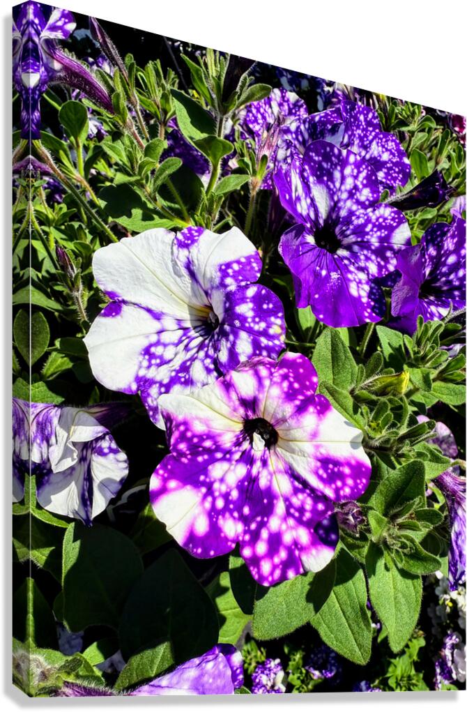 Starlight in Bloom Canvas Print