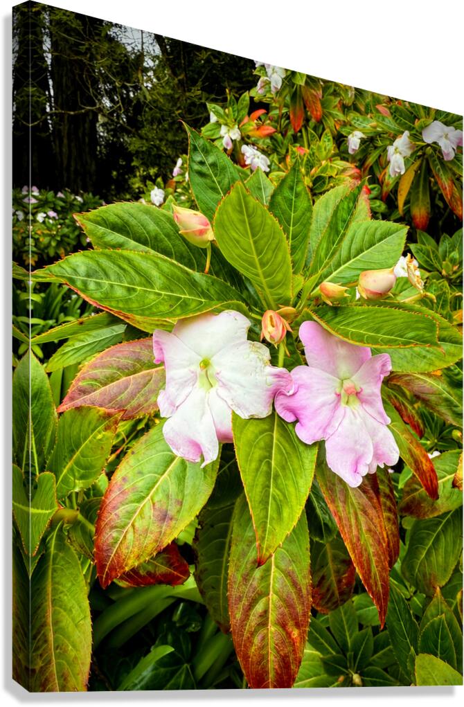 Floravox: The Soft-Spoken Twins Canvas Print