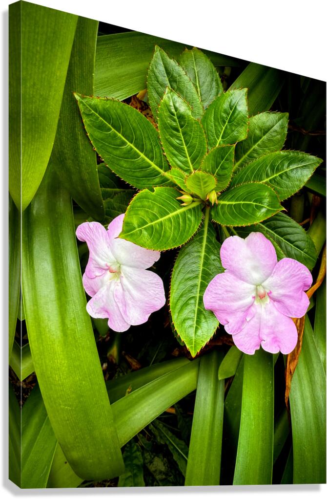 Twin Beauty & Symmetry Canvas Print