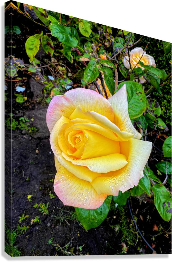 Yellow Rose: Velvet Helix Canvas Print