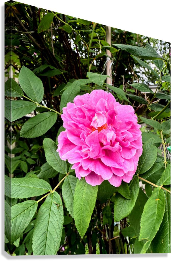 Wild Grace: The Rugosa Bloom Canvas Print