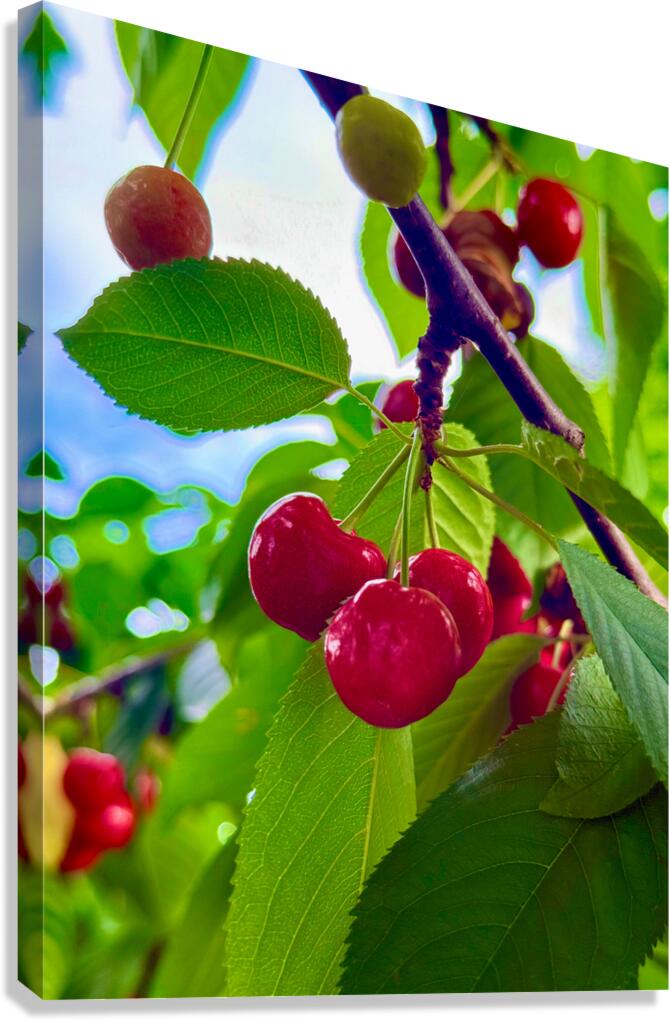 Ripening Moments Under Summer’s Veil Canvas Print