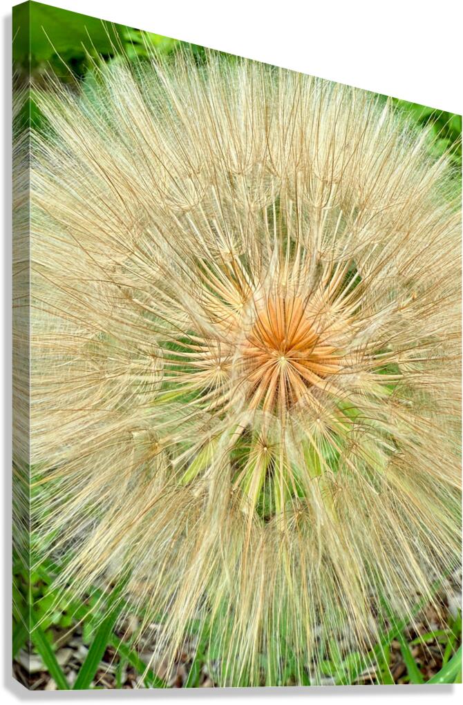 Nature’s Compass: All Directions One Origin Canvas Print