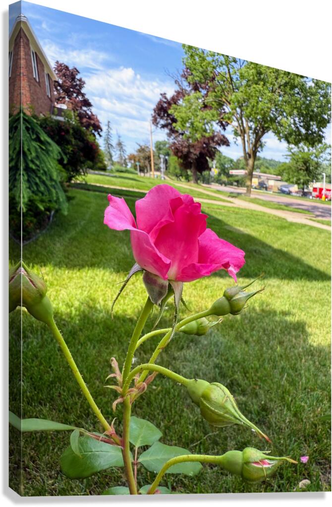 The Rose That Listened to the Wind Canvas Print