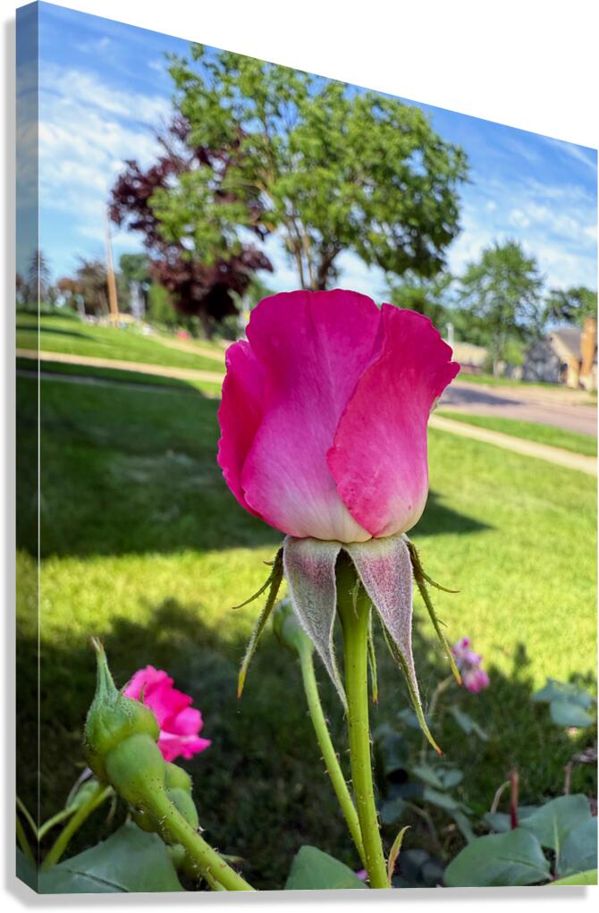 The Rose That Waits: Patience in Pink Canvas Print