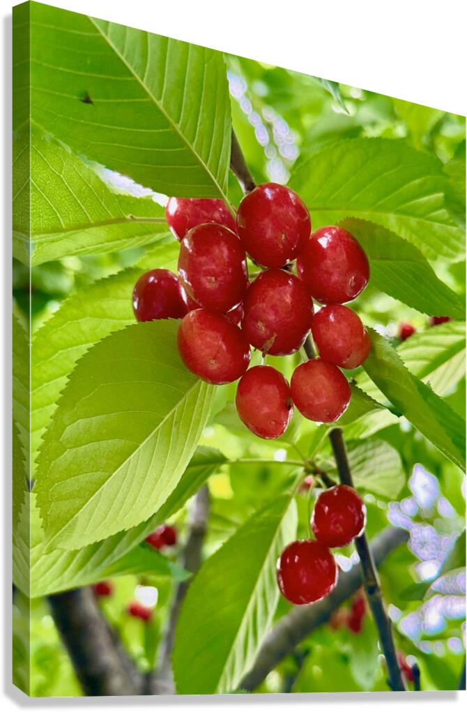 The Cherry Covenant: Nature’s Silent Promise Canvas Print