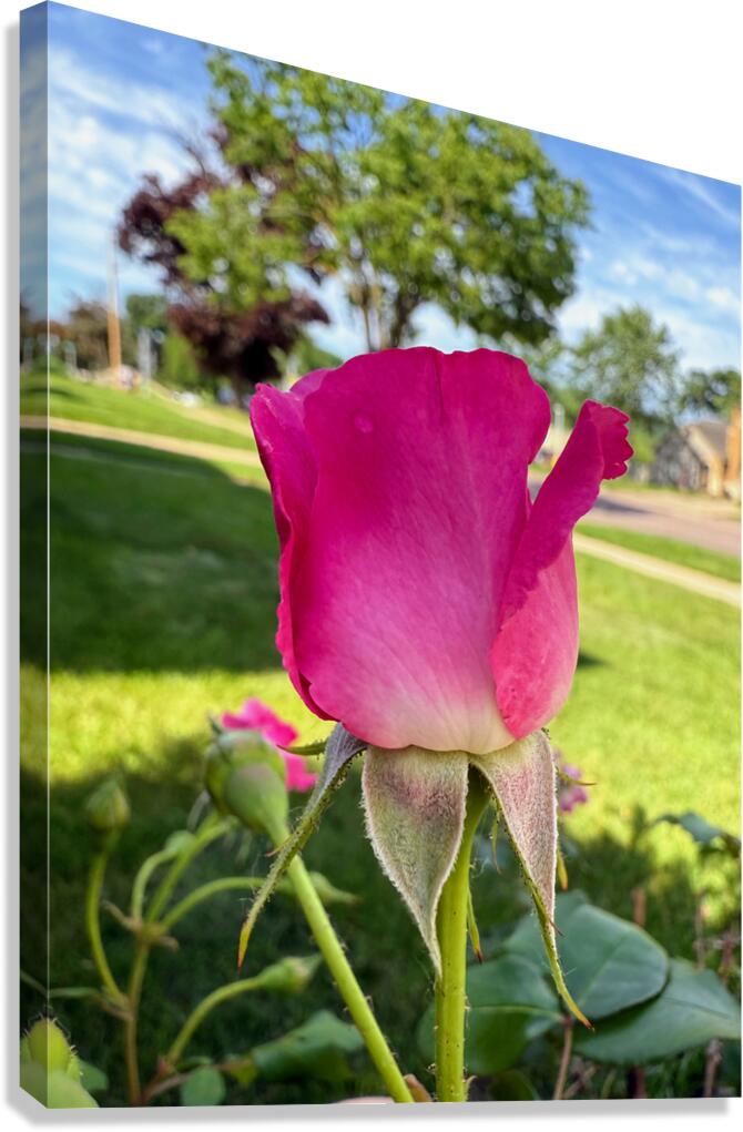 The Blush Before the Bloom Canvas Print