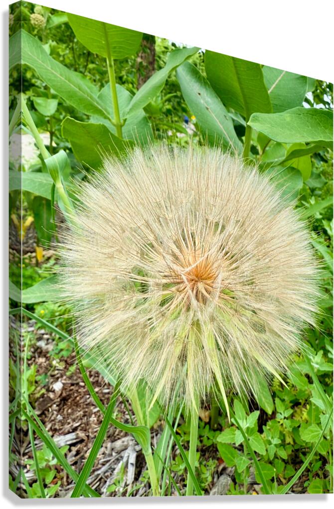 Prairie Starburst: A Prayer in Plant Form Canvas Print