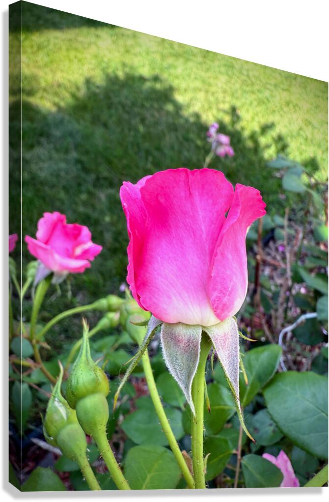 Velvet Guard of the Gardens Heart Canvas Print