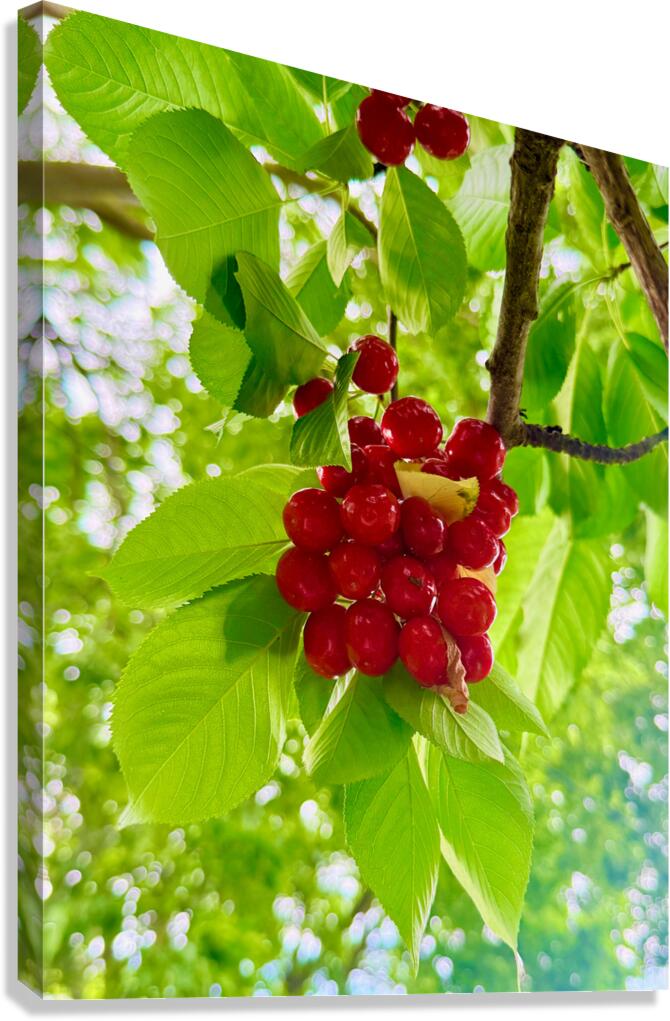 The Patience of Fruit: A Quiet Celebration Canvas Print