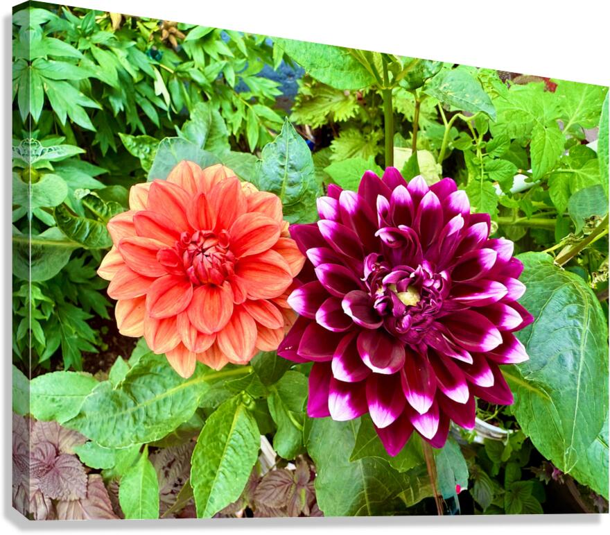 Nature’s Take on Balance and Beauty Canvas Print