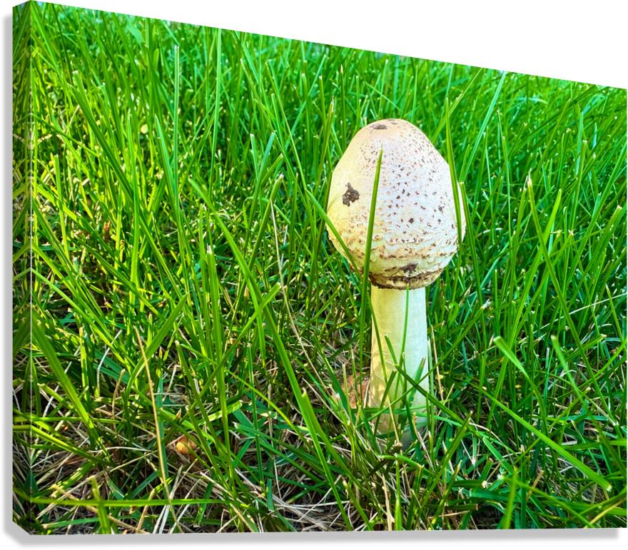 A Quiet Uprising from Below Canvas Print