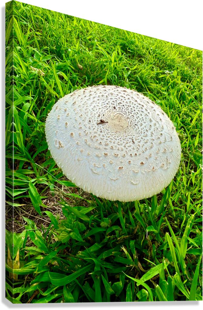 Fungal Solar Disc Canvas Print