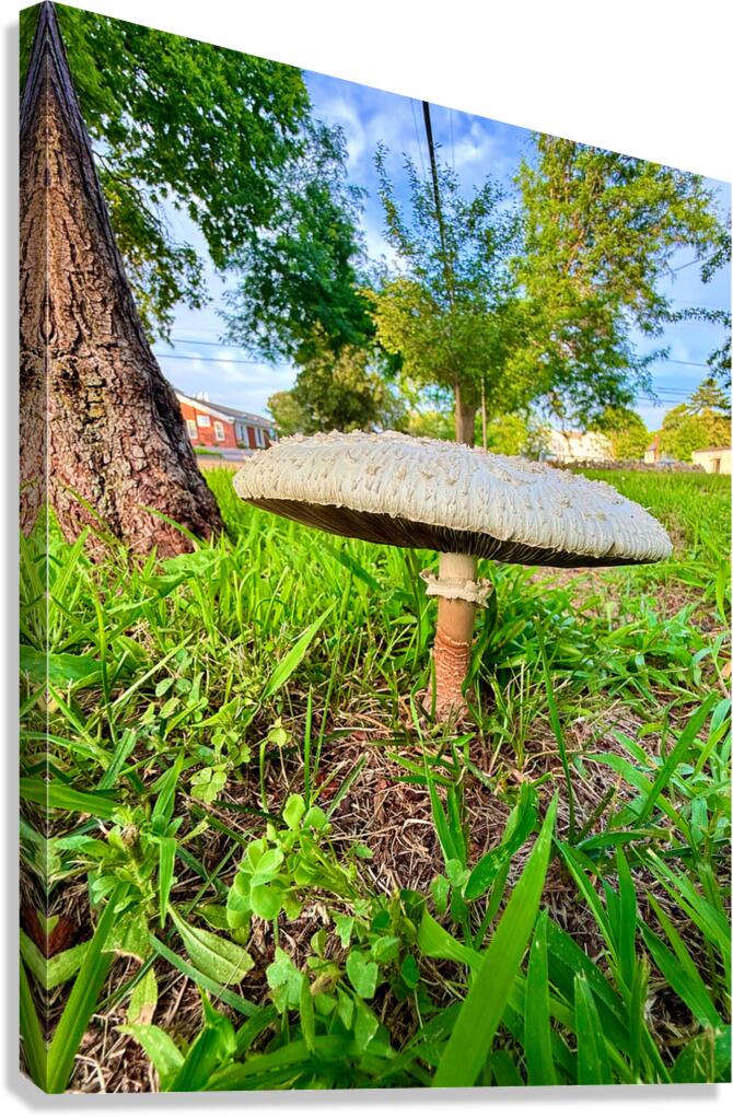 The Lowland Throne Canvas Print