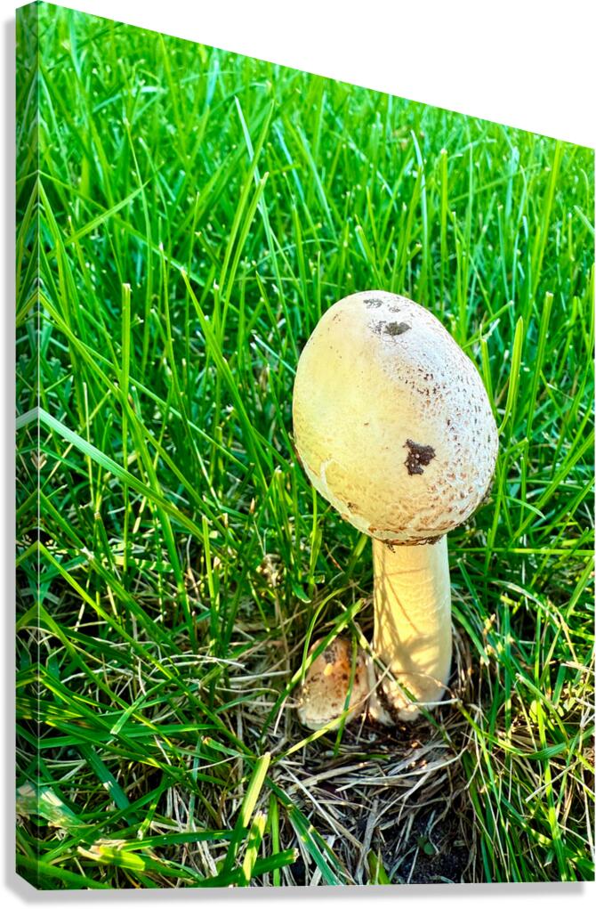 The Philosopher’s Cap Canvas Print