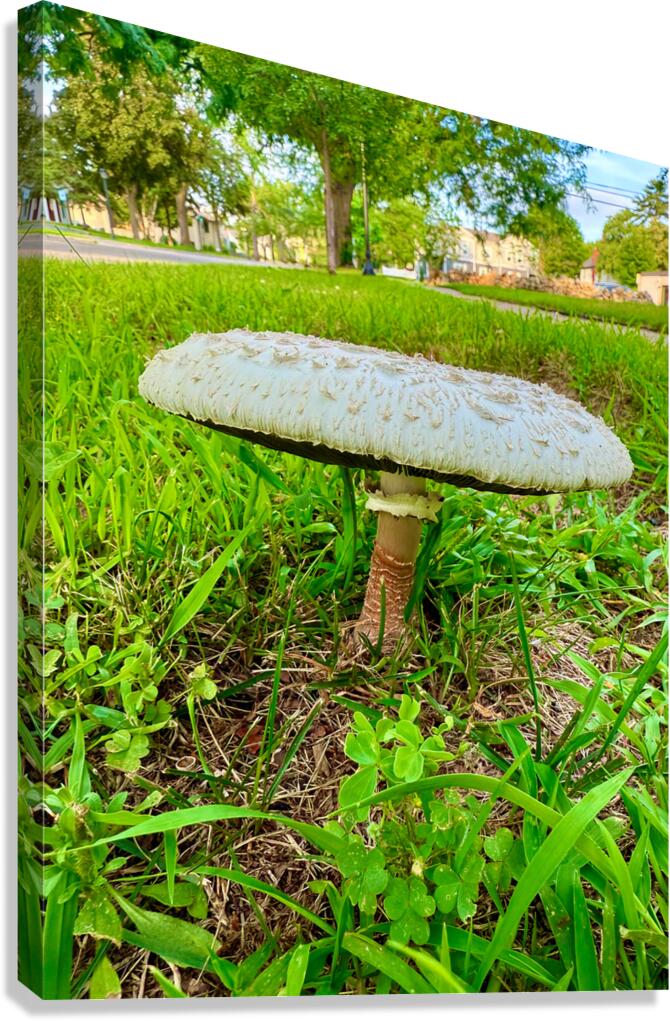 Crowned by the Earth Canvas Print