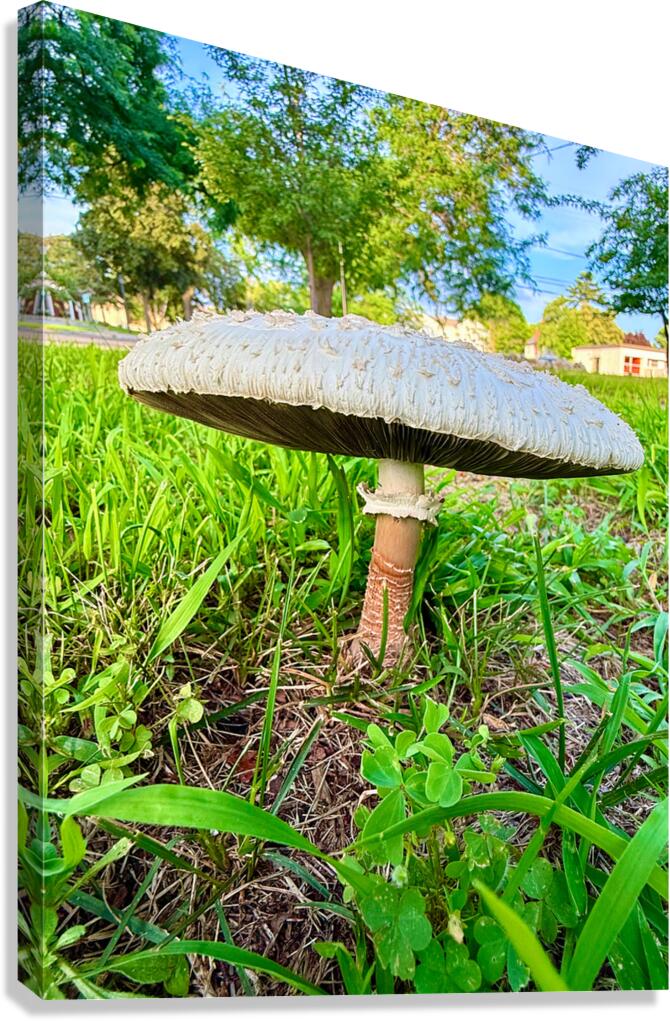 Pillar of the Undergrowth Canvas Print