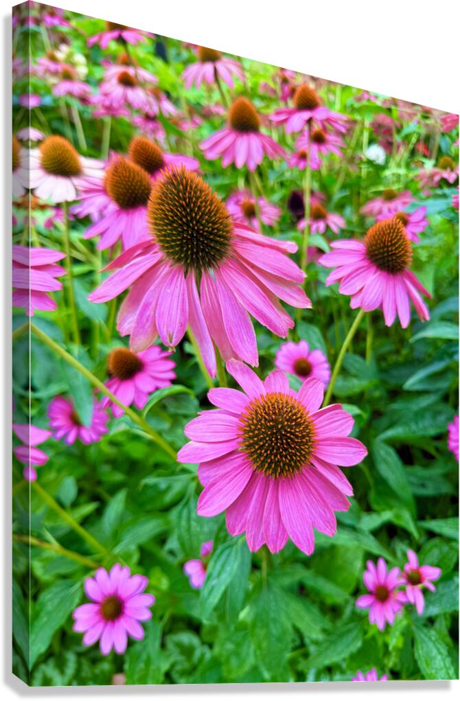 Petal Parade Canvas Print