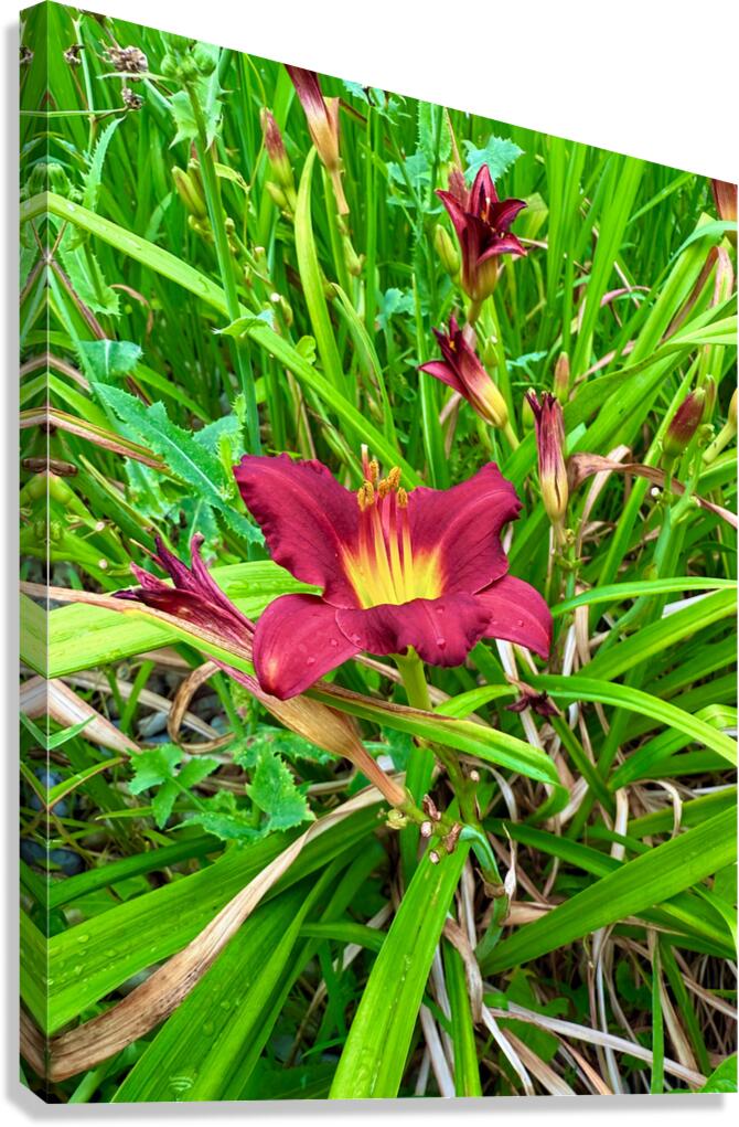 Burgundy Muse Canvas Print