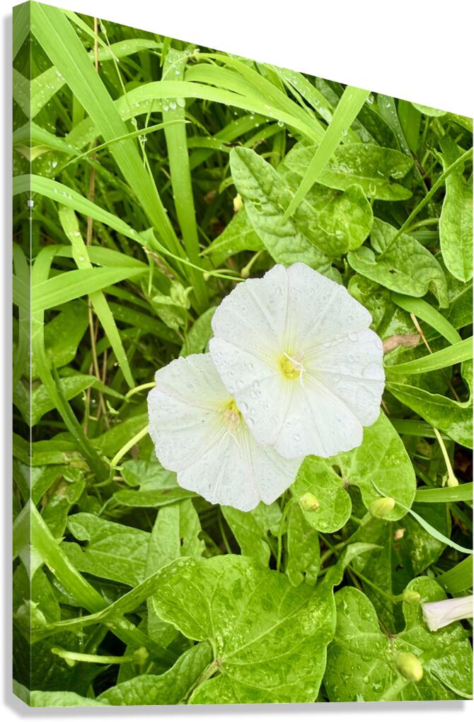 Paired in Bloom: Bindweed Duo Canvas Print