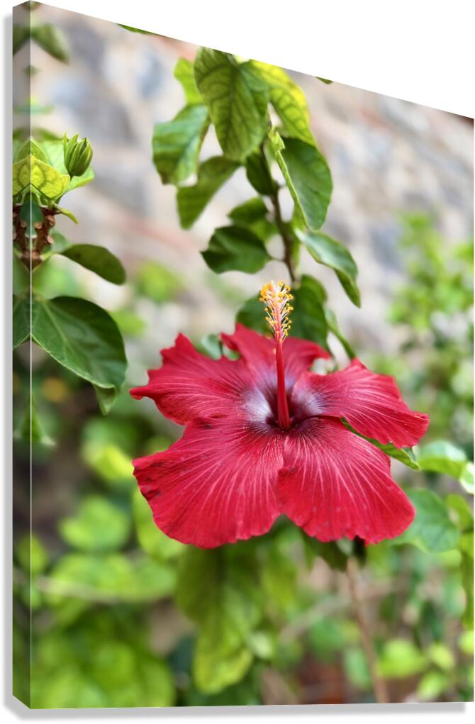 IMG 9953 Canvas Print