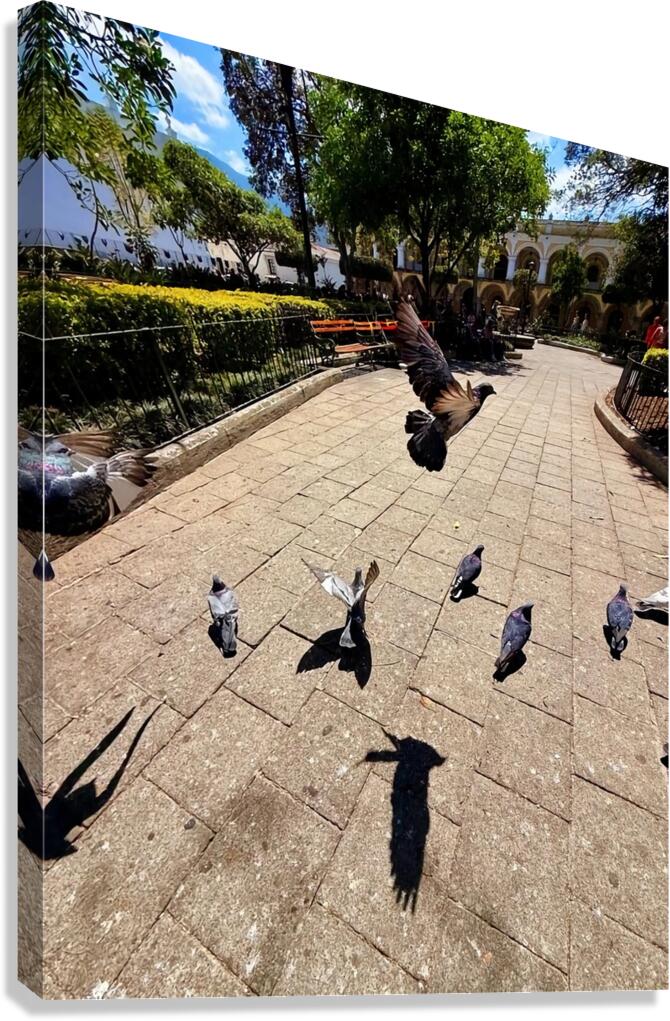 IMG 0279 Canvas Print