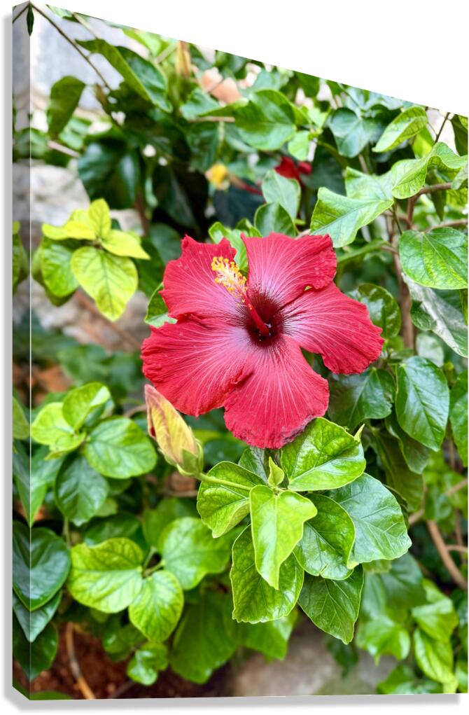 IMG 9958 Canvas Print