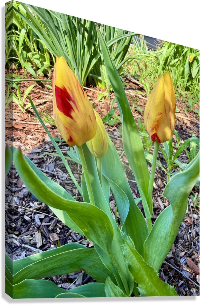 Double Flame Canvas Print