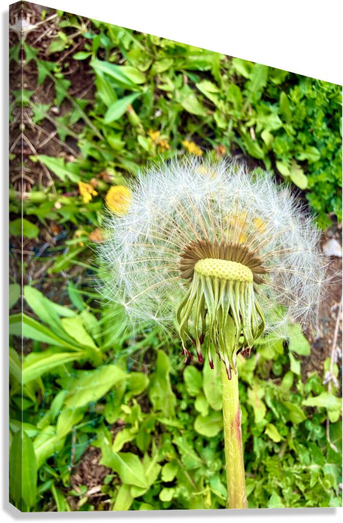 Garden Level Canvas Print