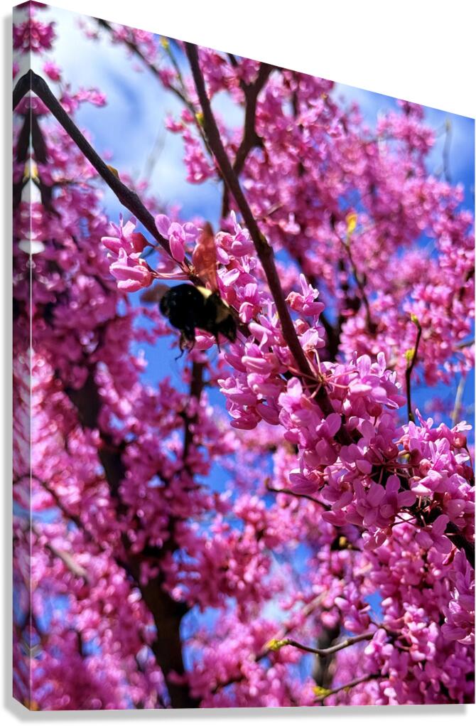Redbud Season Canvas Print