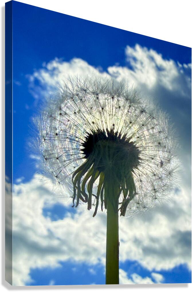 Nature’s Halo Canvas Print