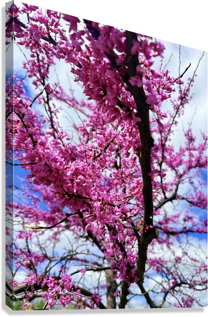  Redbud in Full Glory Canvas Print
