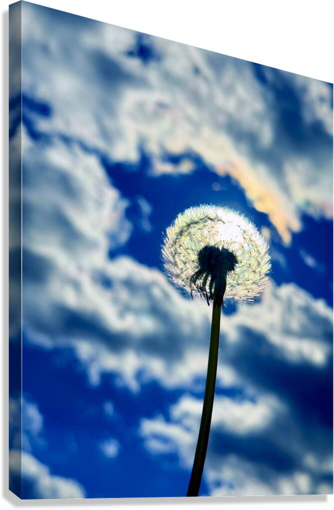 Wild Sky Seeker Canvas Print