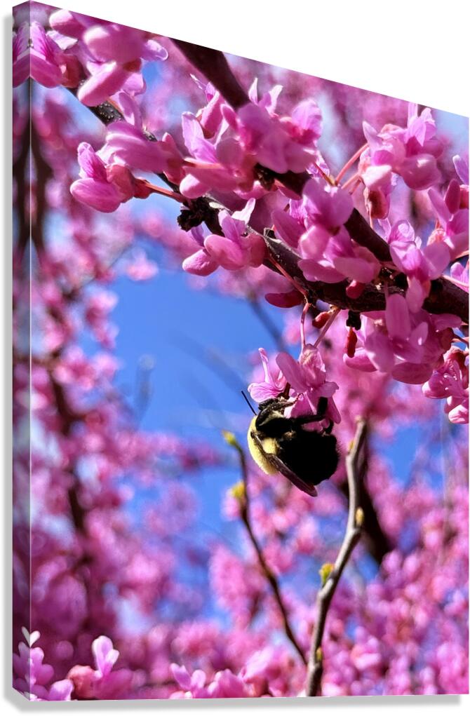 The Spring Shift Canvas Print