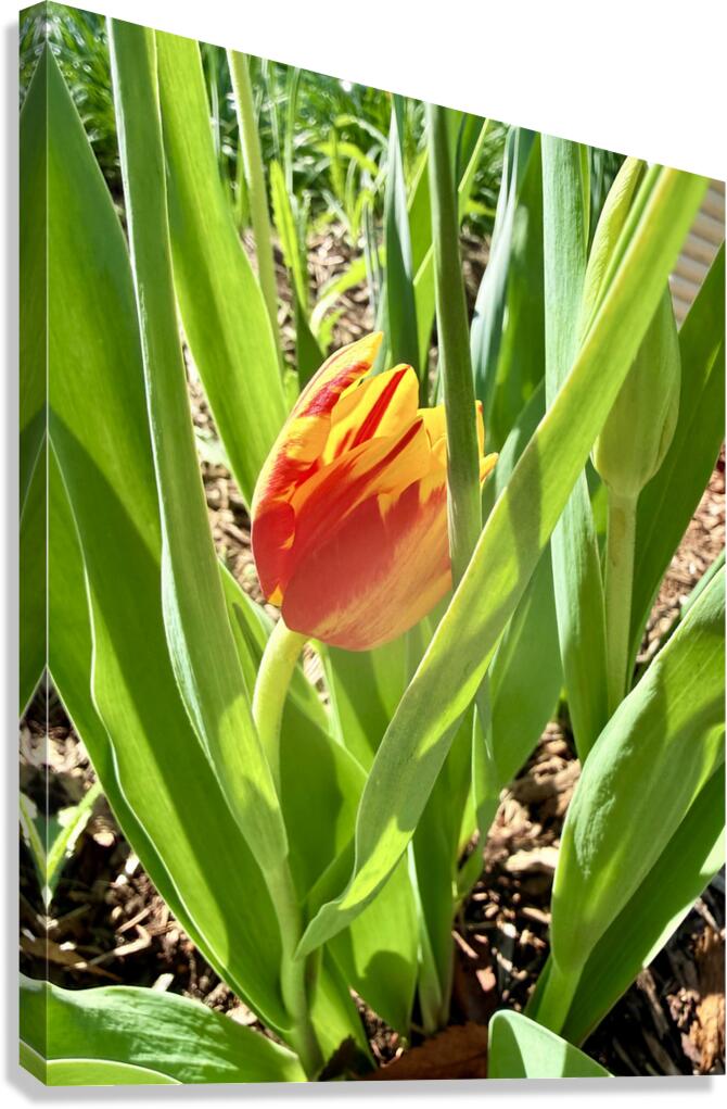 Tucked Away Canvas Print